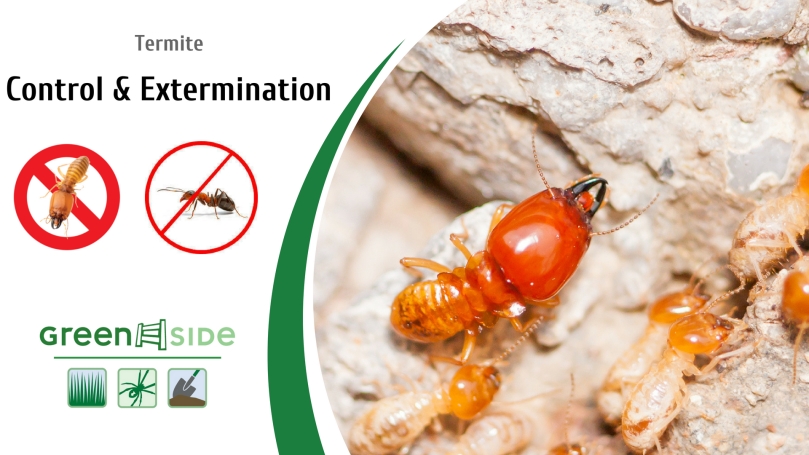 termite-control-and-extermination-pestcontrolservicesaltlakecity.com
